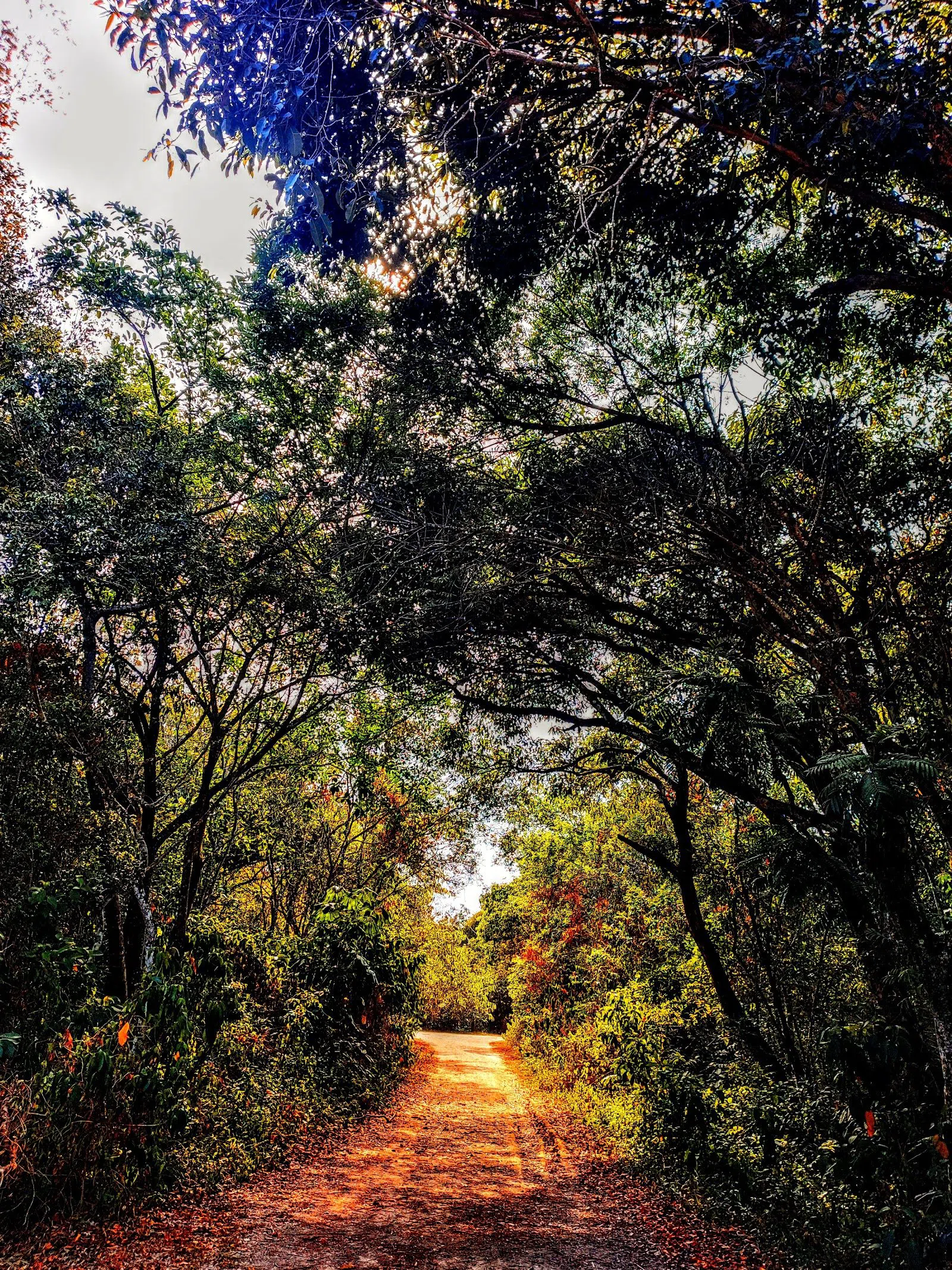 Parque Natural Municipal Bosque da Barra, Rio De Janeiro